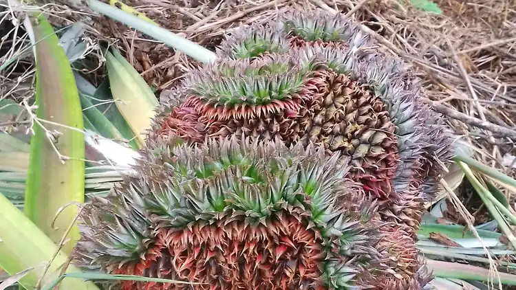 Malformation ananas3