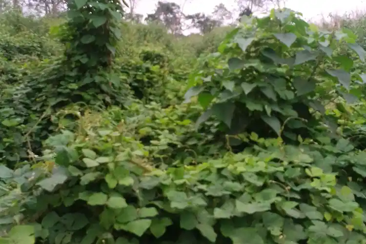 Nature